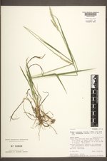 Elymus alaskanus subsp. latiglumis image