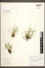 Muhlenbergia filiformis image