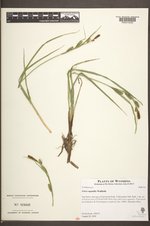 Carex aquatilis var. aquatilis image