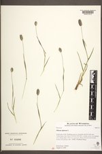 Phleum alpinum var. alpinum image