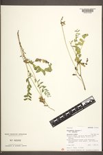 Astragalus alpinus image