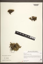 Douglasia montana image