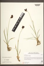 Carex paysonis image