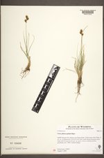 Carex phaeocephala image