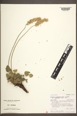 Heuchera cylindrica var. suksdorfii image
