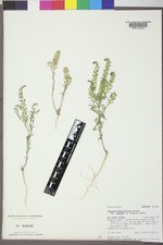 Lepidium densiflorum var. ramosum image