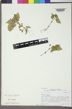Circaea alpina image