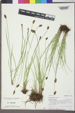 Carex hoodii image