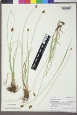 Carex hoodii image