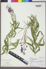 Chamaenerion angustifolium subsp. angustifolium image