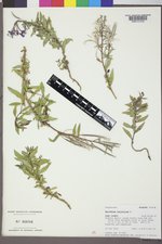 Chamerion latifolium image