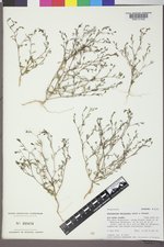 Gayophytum decipiens image