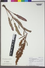 Rumex triangulivalvis image