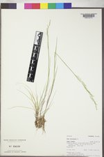 Poa trivialis image