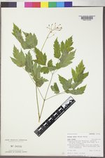 Actaea rubra image