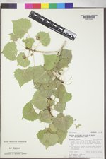 Populus deltoides subsp. monilifera image