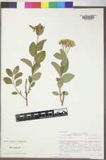 Spiraea betulifolia image