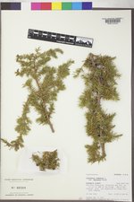 Juniperus communis var. depressa image