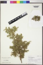 Juniperus communis var. depressa image