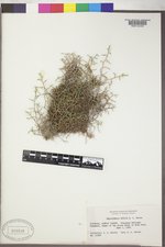 Selaginella mutica var. mutica image