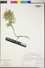 Dendrolycopodium dendroideum image