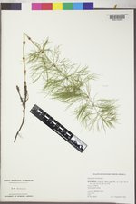 Equisetum sylvaticum image