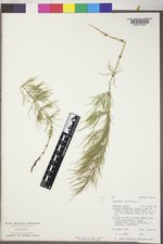 Equisetum sylvaticum image