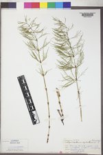 Equisetum sylvaticum image