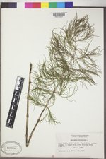 Equisetum sylvaticum image