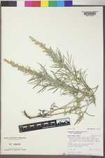 Artemisia ludoviciana var. ludoviciana image