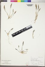 Agrostis rossiae image