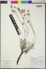 Hymenopappus filifolius var. cinereus image