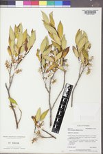 Salix serissima image