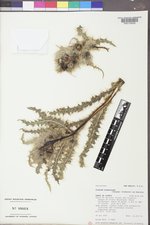 Cirsium eatonii var. eriocephalum image