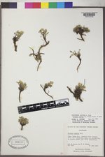 Oreoxis alpina subsp. alpina image