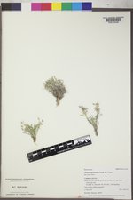 Physaria pycnantha image