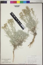 Artemisia porteri image