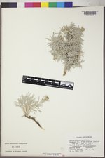 Artemisia porteri image