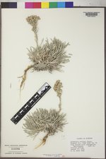 Artemisia porteri image