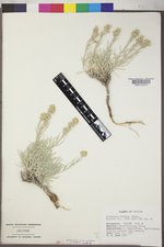 Artemisia porteri image