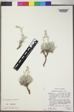 Artemisia porteri image