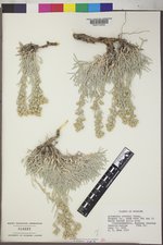 Artemisia porteri image