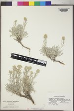 Artemisia porteri image