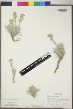 Artemisia porteri image