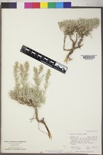 Artemisia porteri image