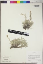 Artemisia porteri image