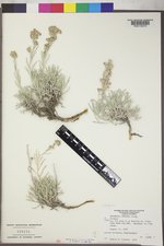 Artemisia porteri image