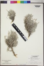 Artemisia porteri image