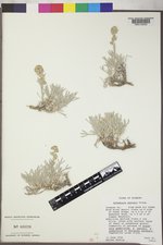 Artemisia porteri image