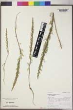 Artemisia biennis var. biennis image